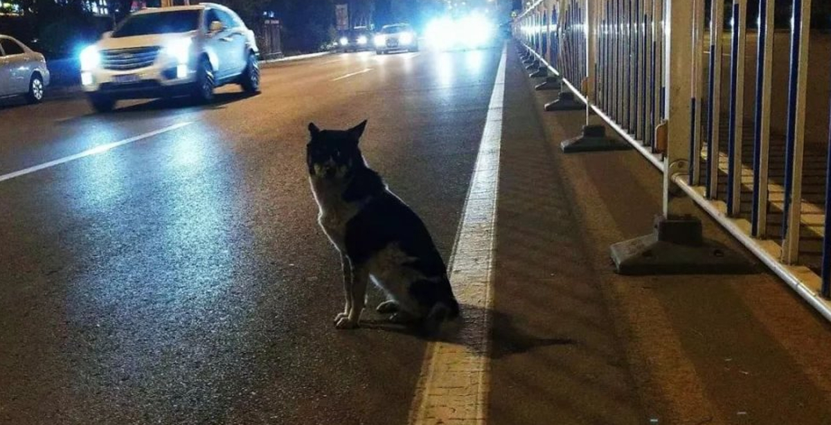 سگ وفادار در انتظار صاحب مرده-@ITPetnet