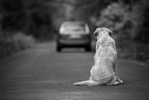 How to Help an Abandoned Animal | PrimeVET