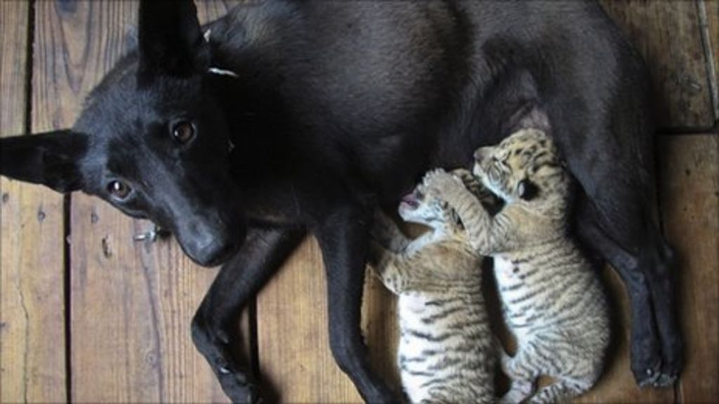 Liger cubs nursed by dog in China's Xixiakou Zoo - BBC News