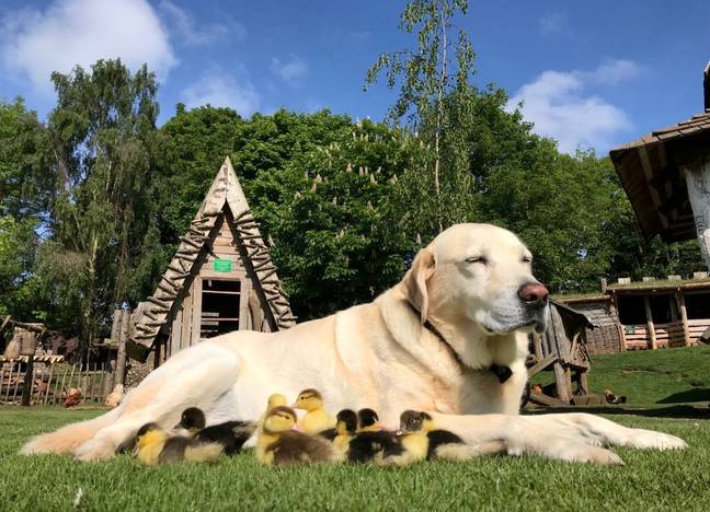 Labrador Who Took In Nine Ducklings After Their Mother Disappeared Adopts Six More