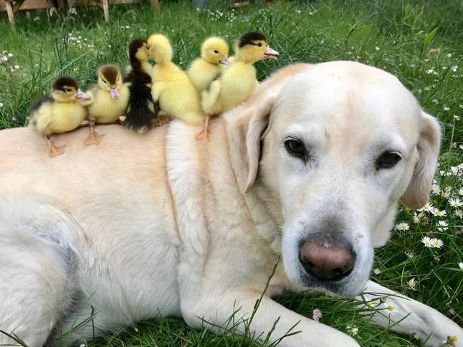 Labrador Who Took In Nine Ducklings After Their Mother Disappeared Adopts Six More