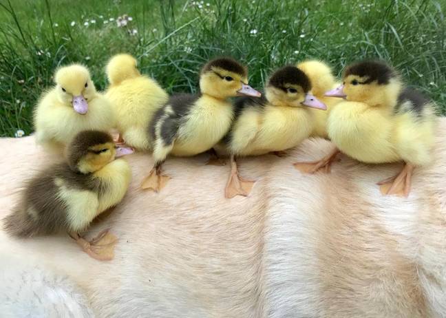 Labrador Who Took In Nine Ducklings After Their Mother Disappeared Adopts Six More