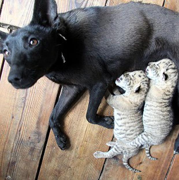 A female dog feeds two liger cubs at the Xixiakou Wild Animal Preserve in Weihai, China