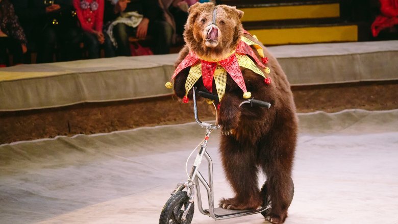 What are the worst cases of animal abuse in circuses? - Quora