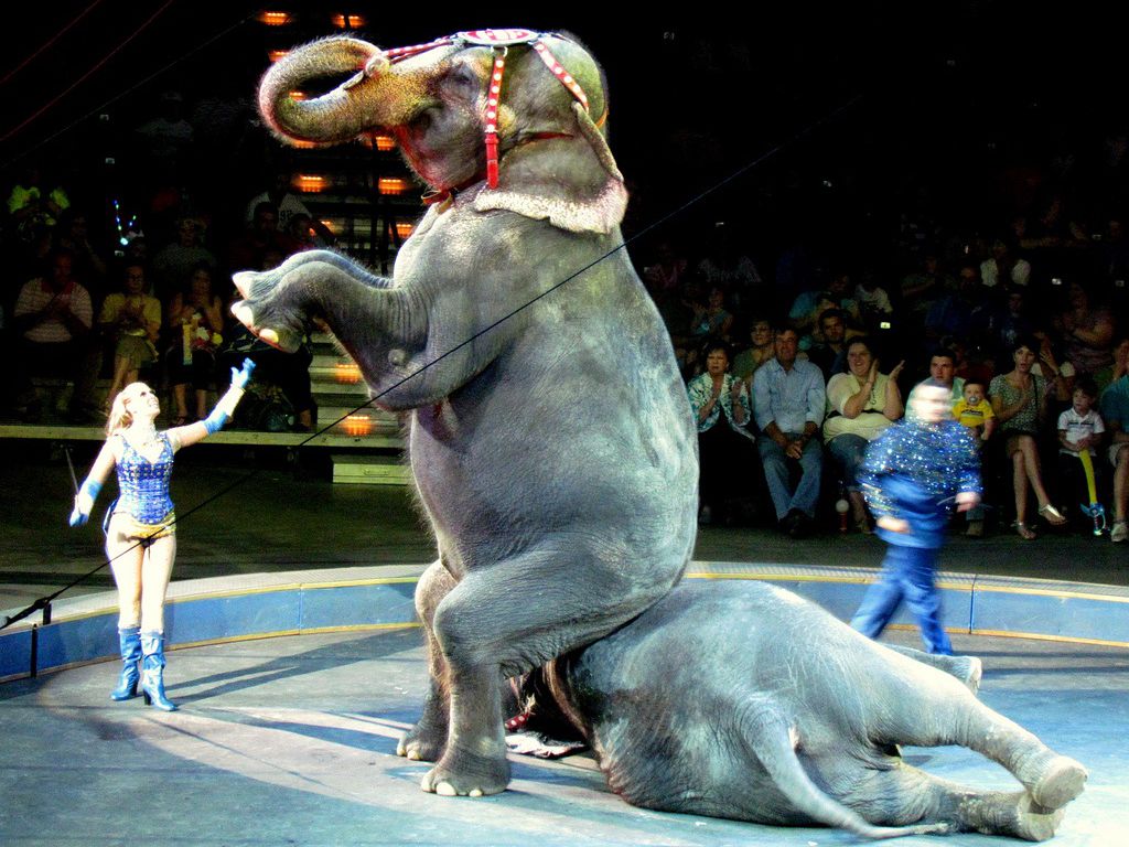 Is It Time to Say Goodbye to the Circus?