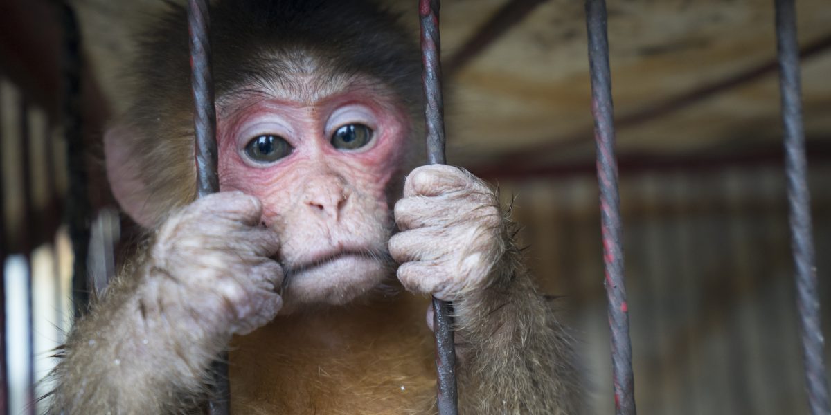 Animal circuses Archives | Animals Australia
