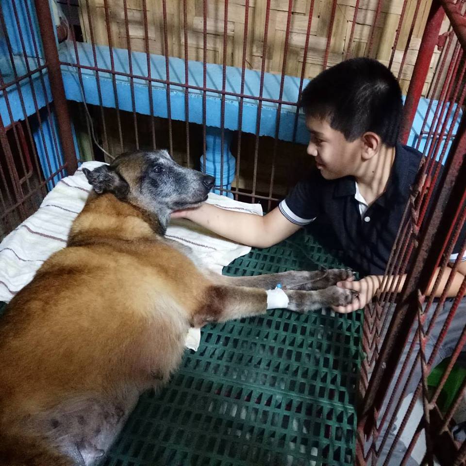 Young boy feeds stray dogs using his pocket money
