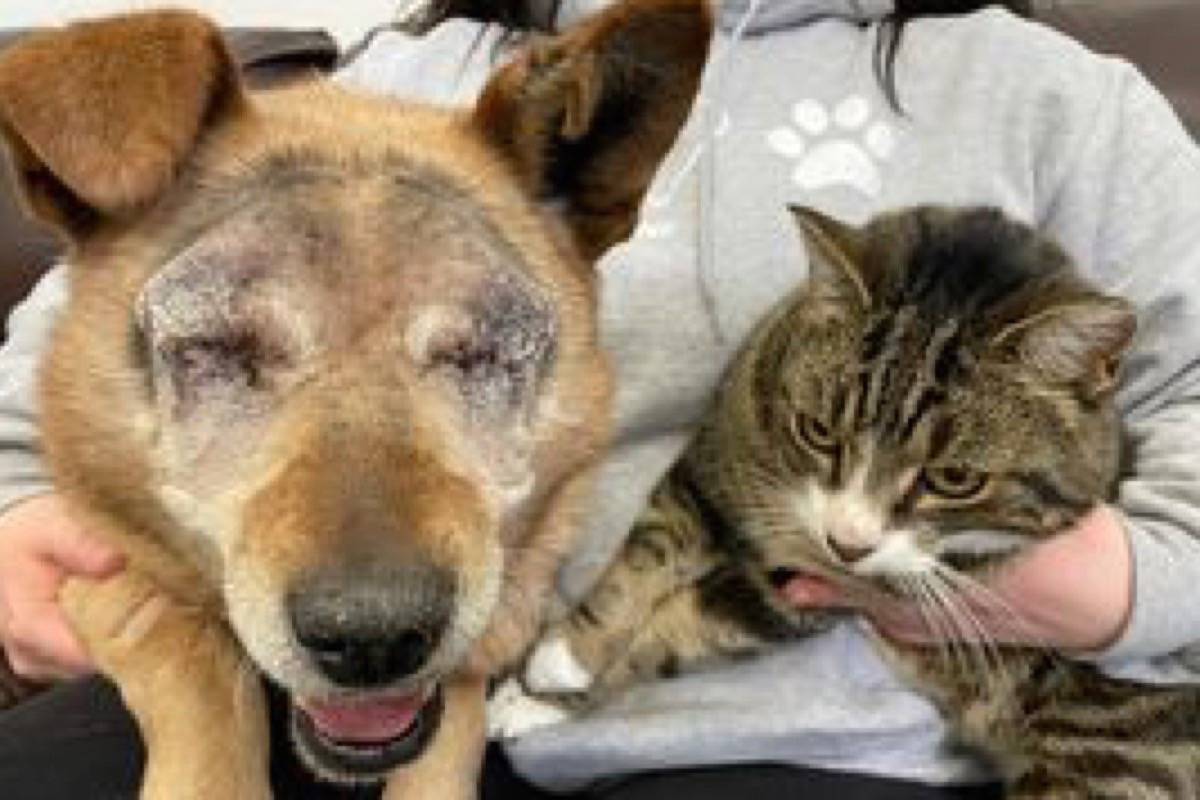 Saving Grace Animal Society say Spike the blind dog and Max the cat will be ready to be adopted in a few weeks. (Photo contributed)