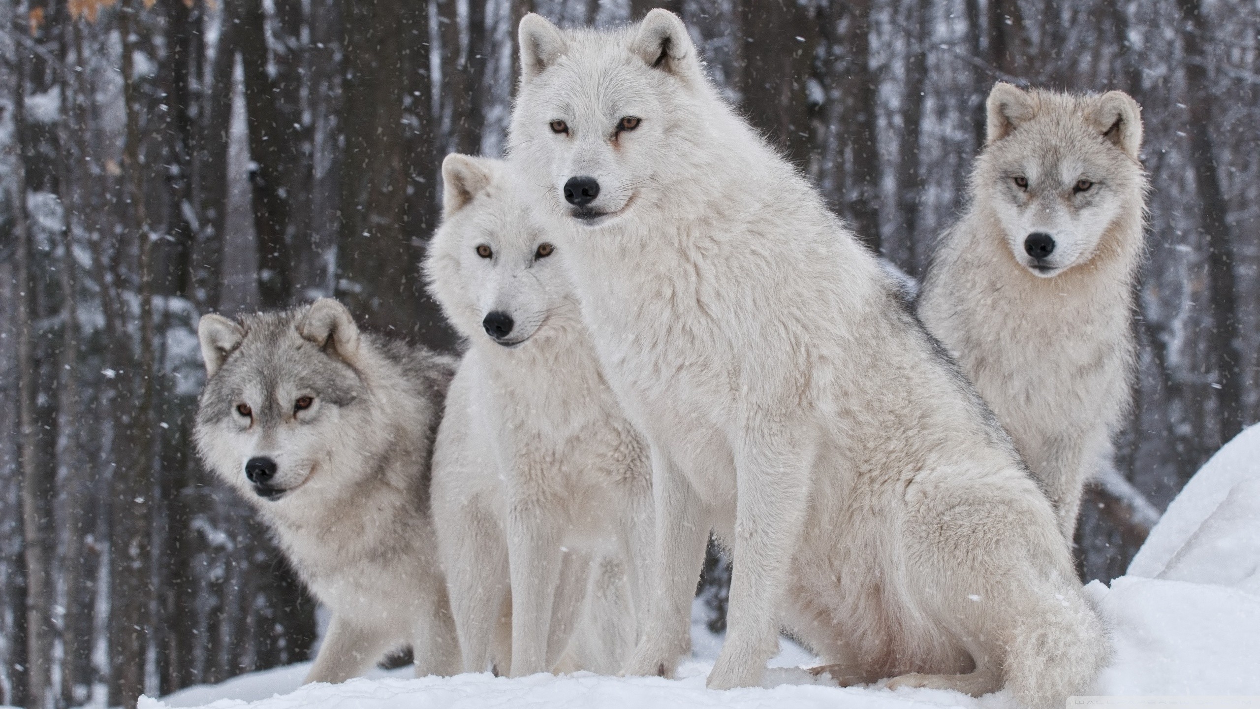 Wolf Hd Wallpapers Backgrounds Wallpaper - Snow Wolf Wallpaper Hd - 2560x1440 Wallpaper - teahub.io