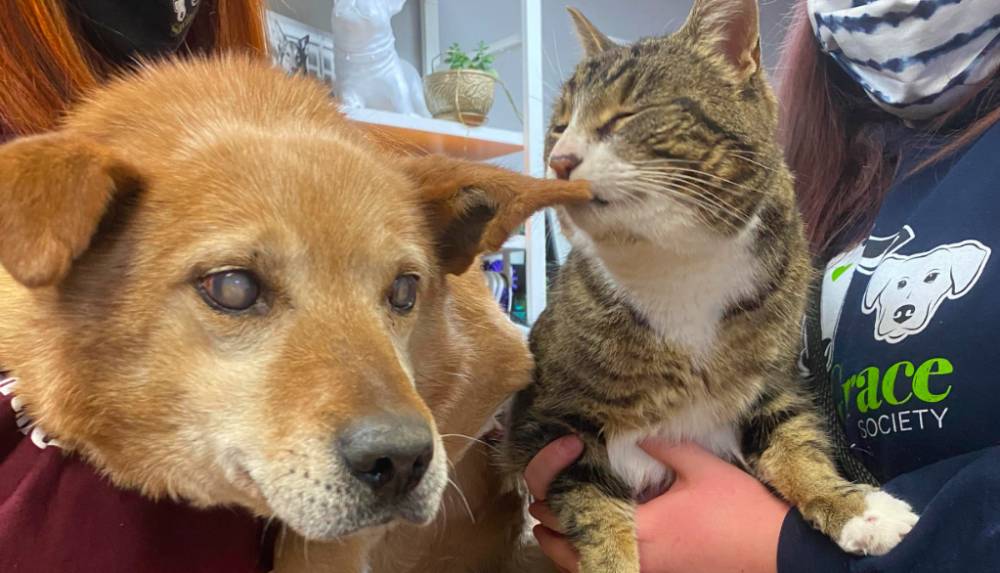 Adorable blind dog and seeing eye cat looking for forever home | Curated