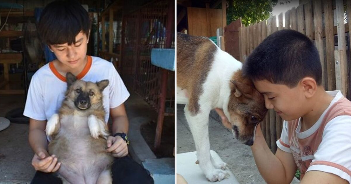 9-Year-Old Uses His Pocket Money To Feed Stray Dogs And Established A No-Kill Shelter - Go Animals