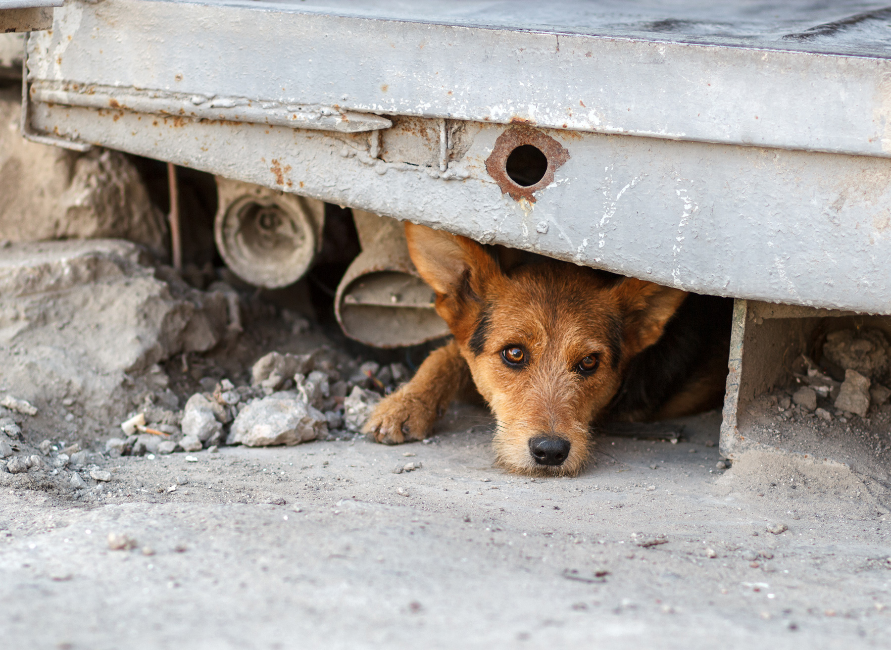 Terrific Ways to Help Homeless Animals - PUCCI Café