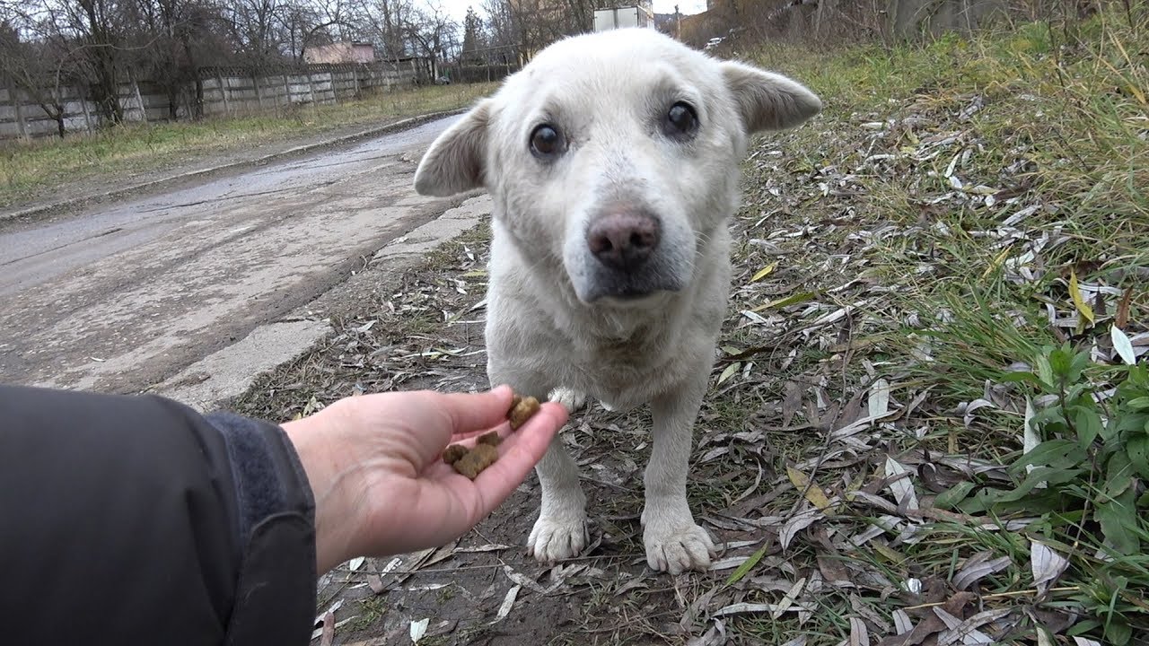 Rescue of a Scared Homeless Dog with a Broken Heart - YouTube