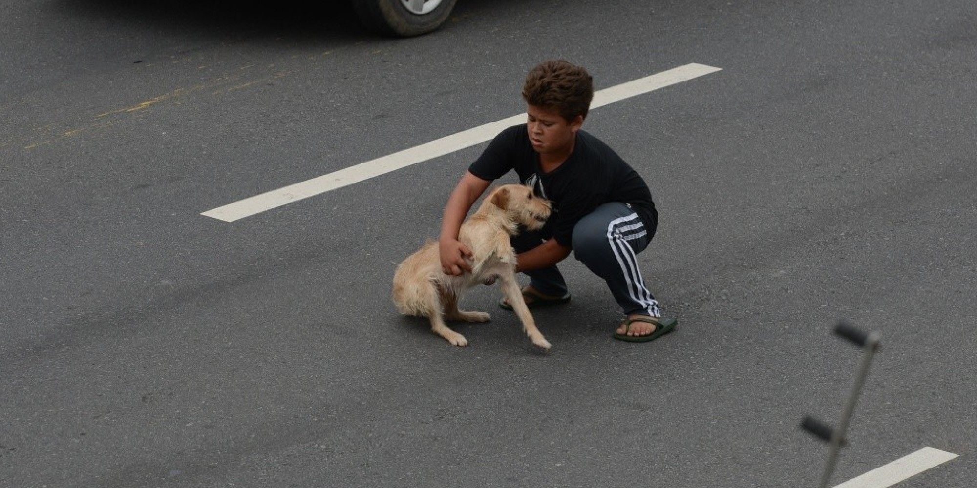 Brave 11-Year-Old Boy Stops Traffic To Rescue Dog Hit By Car - Kingdoms TV