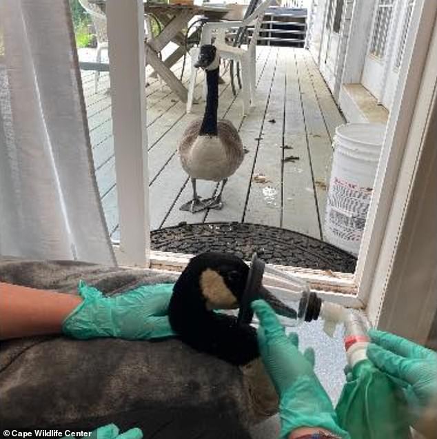 Goose waits diligently outside Massachusetts wildlife center as injured mate has foot surgery | Daily Mail Online