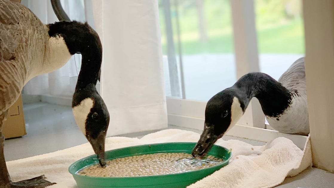 Arnold the goose's devoted mate named Amelia at Cape Wildlife Center