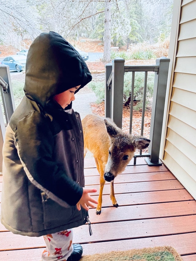 Little Boy Goes Outside To Play And Returns With a Baby Deer Friend - Dog Dispatch