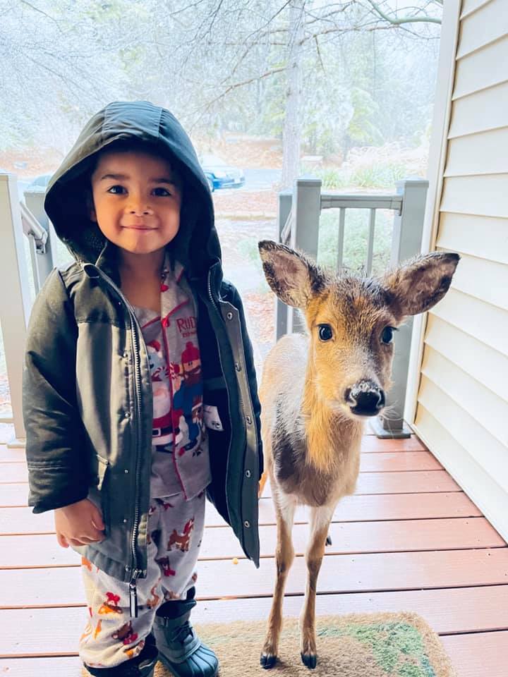 Little boy and deer| Little boy becomes friends with a baby deer while playing outside, viral picture wins hearts | Trending & Viral News