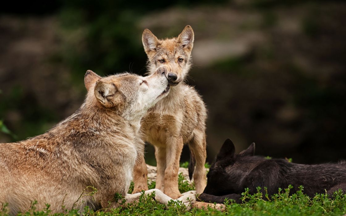 Animals wolf wolves wildlife predators babies cubs mother mom love cute  face eyes stare look fur whiskers wallpaper | 1920x1200 | 25517 |  WallpaperUP