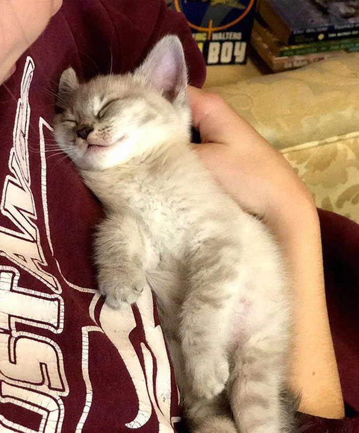 котешка книжарница