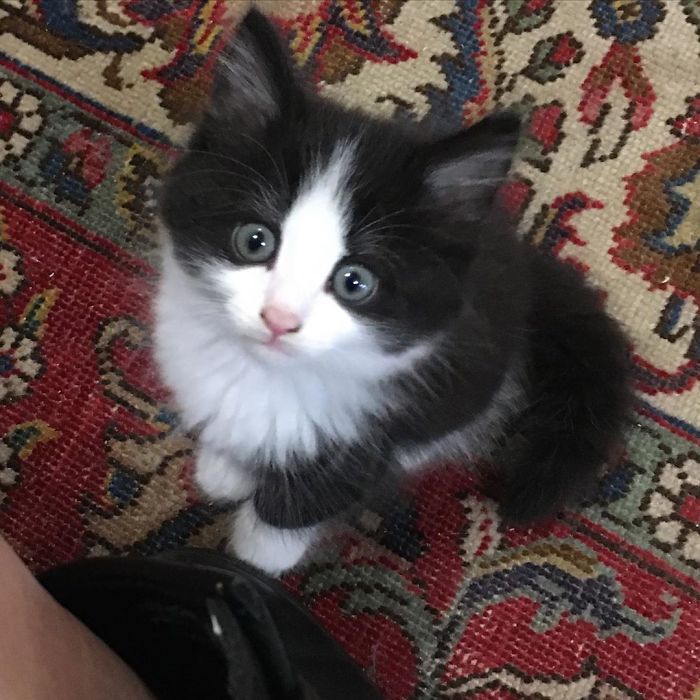 котешка книжарница