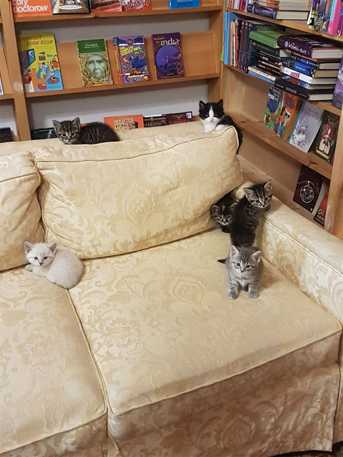 котешка книжарница