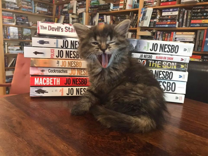 котешка книжарница