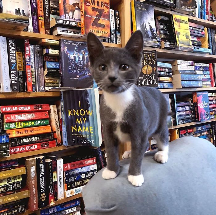 котешка книжарница