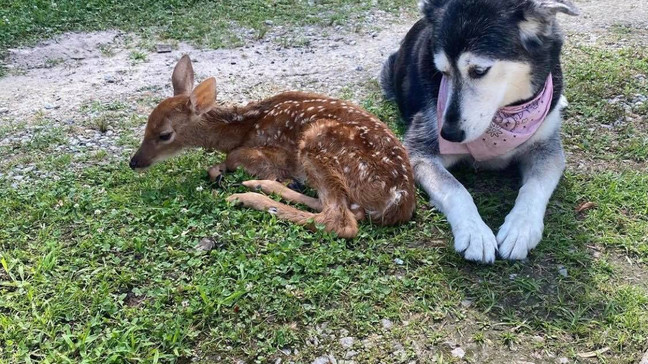 Rescued baby fawn dies of natural causes | WZTV