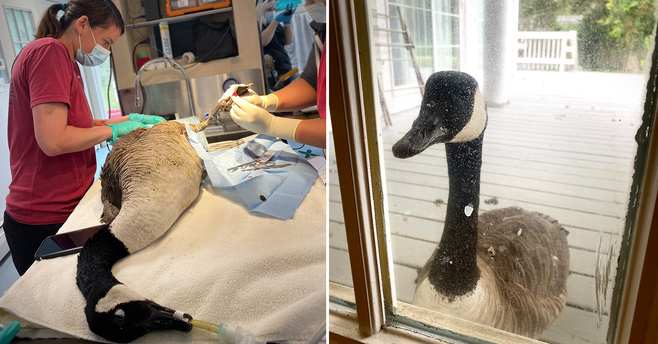 Loyal Goose Woefully Watches Injured Mate Undergo Surgery Through Window of Wildlife Hospital
