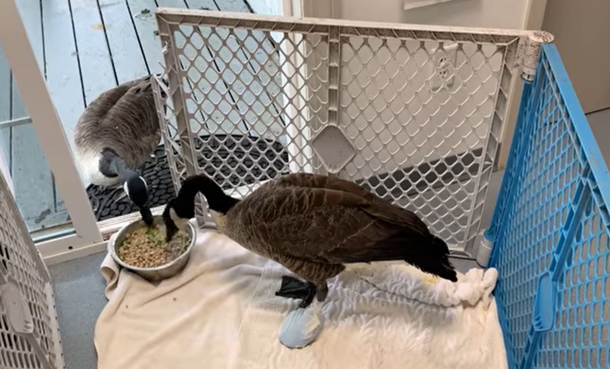 Goose visits mate daily at wildlife center as he recovers from surgery | WPRI.com