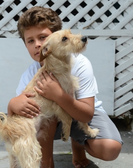 11-Year-Old Boy Stops Traffic To Rescue Dog Hit By Car - Album on Imgur