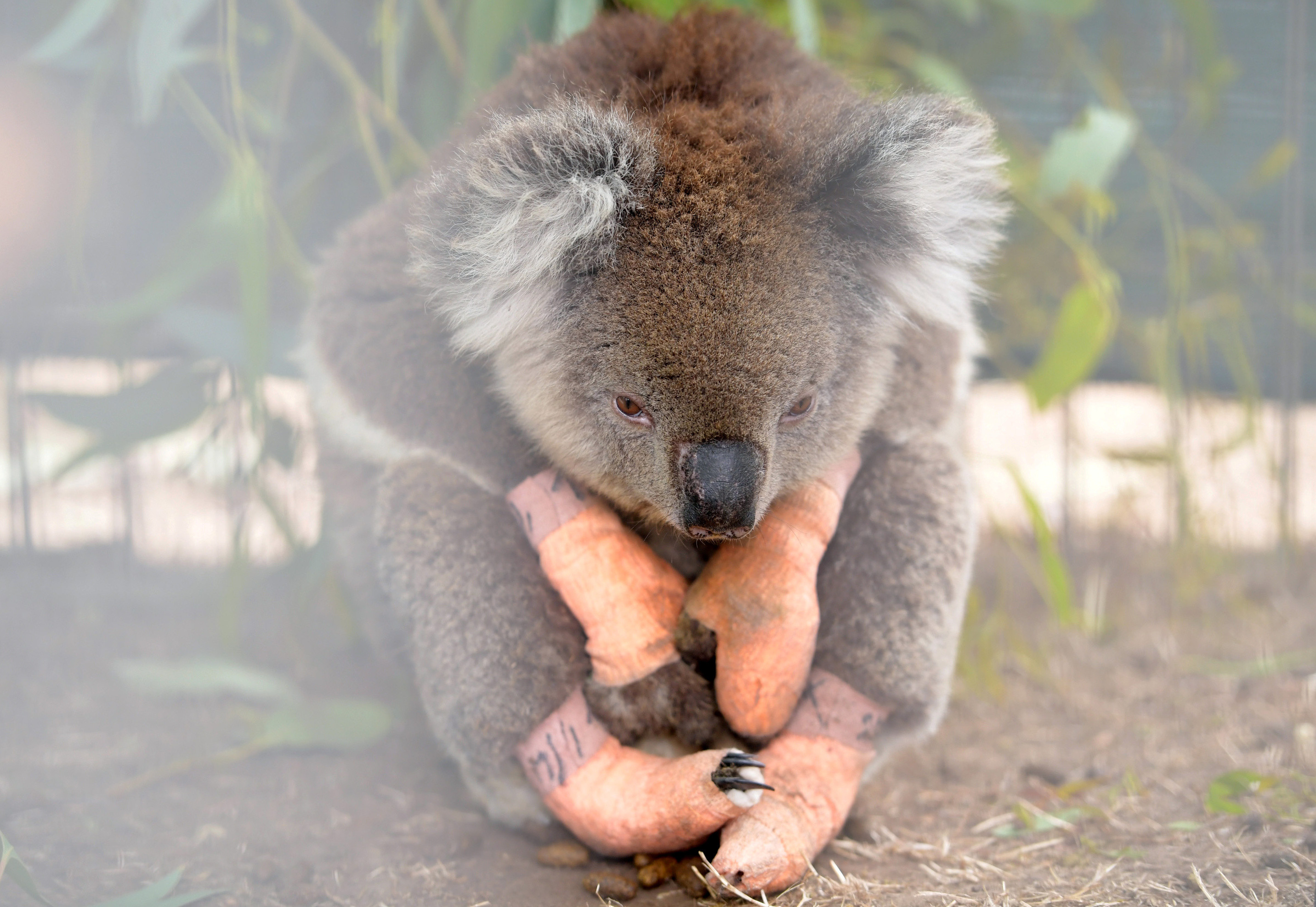 Australian wildfires pushed koalas to the brink, say conservationists |  World Economic Forum