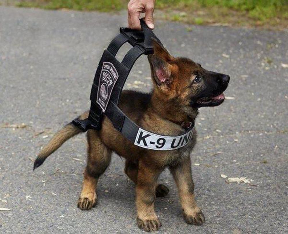 16 Beyond Adorable Animals Wearing Protective Gear | Military working dogs, Dogs, Military dogs