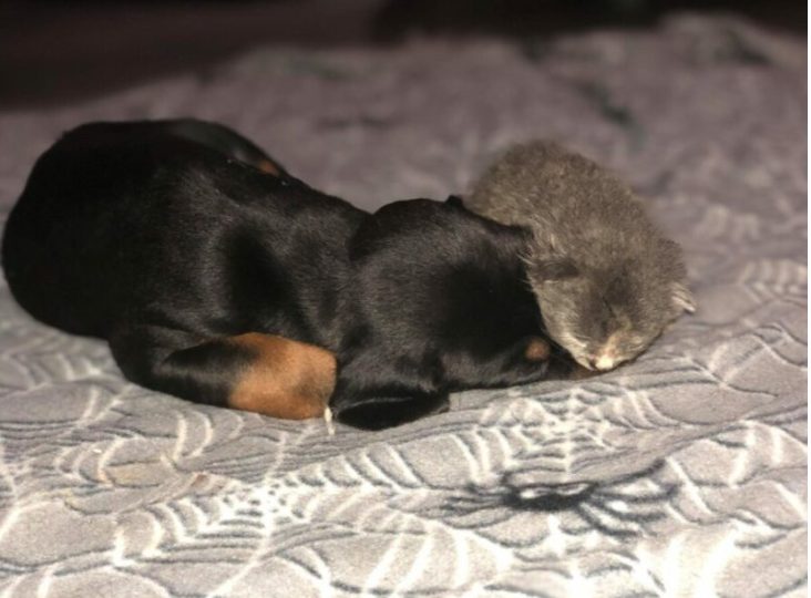 Сляпа бездомна котка беше изведена от грижовно куче