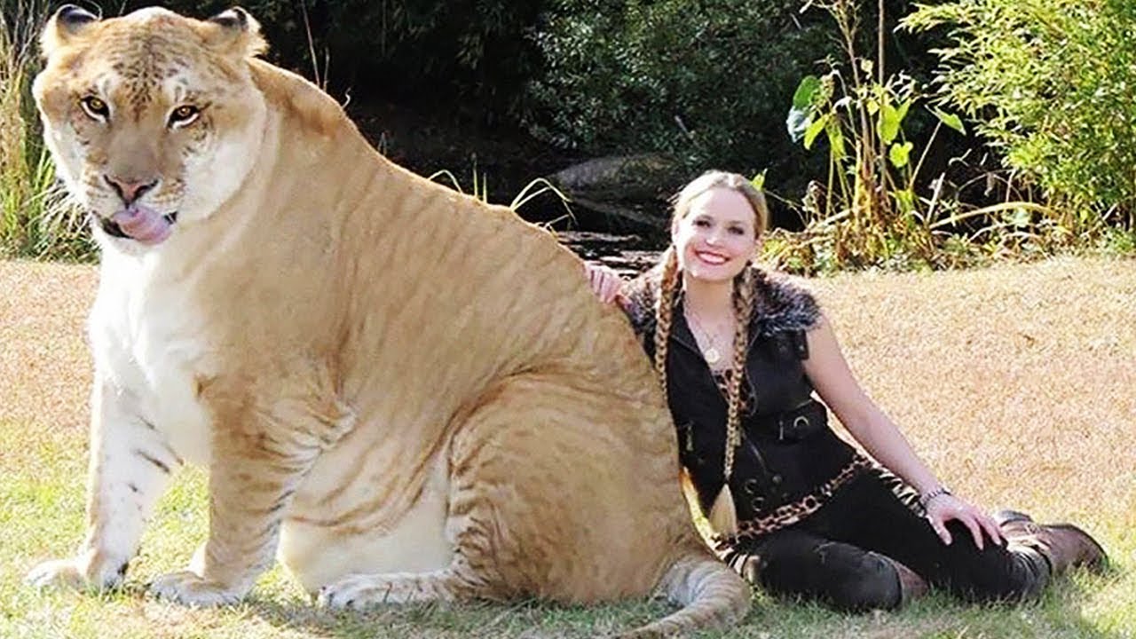 World's BIGGEST CAT - Lion Tiger Hybrid Liger - YouTube
