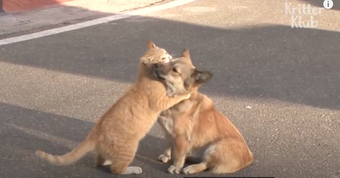 Cat hugs pup