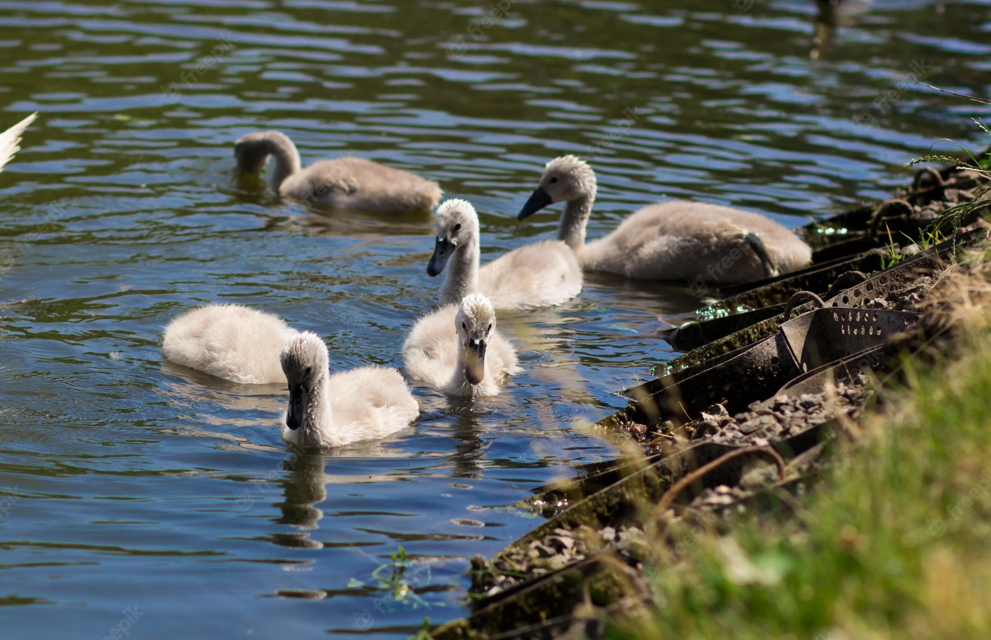 Baby Swan Images | Free Vectors, Stock Photos & PSD