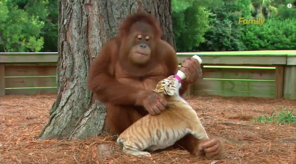衝撃】まさかのオランウータンがトラを子育て！完全に母親の目だわwww : ユルクヤル、外国人から見た世界
