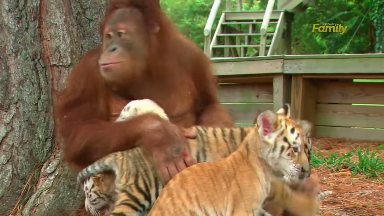 最も好ましい] ディズニー オラウータン - 孫の壁