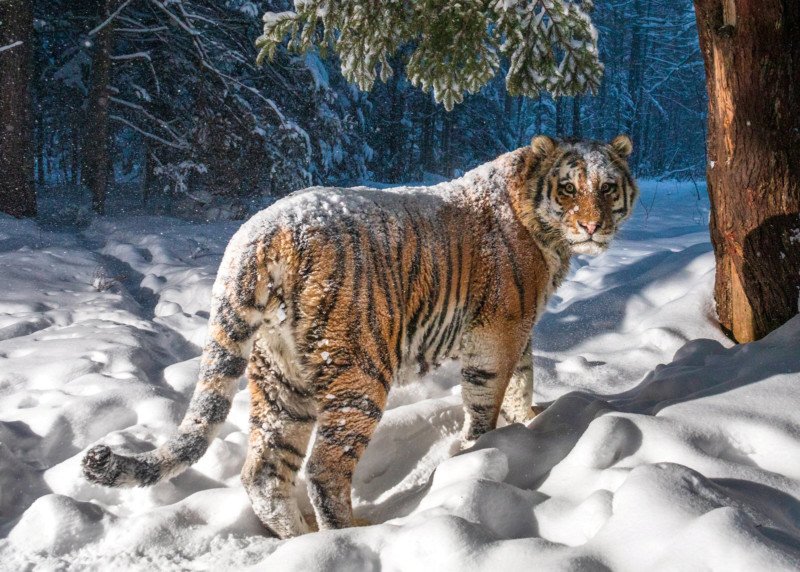 Photographer Captures Photo of Rare Siberian Tiger | PetaPixel