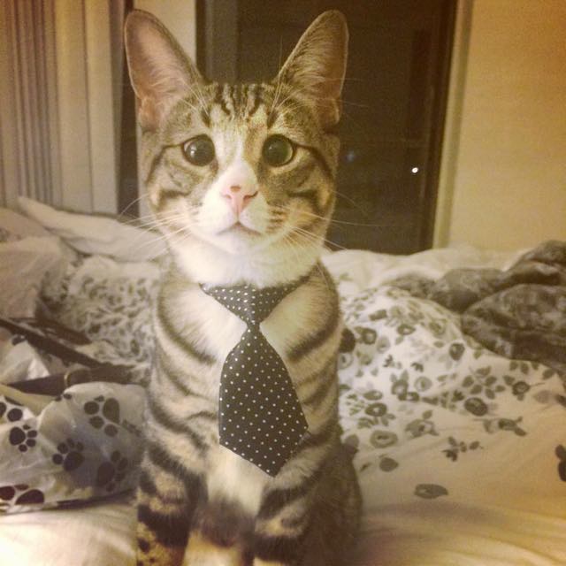 Това е скитник, котето, родено с вечно притеснени очи, което вече е откраднало сърцето на интернет
