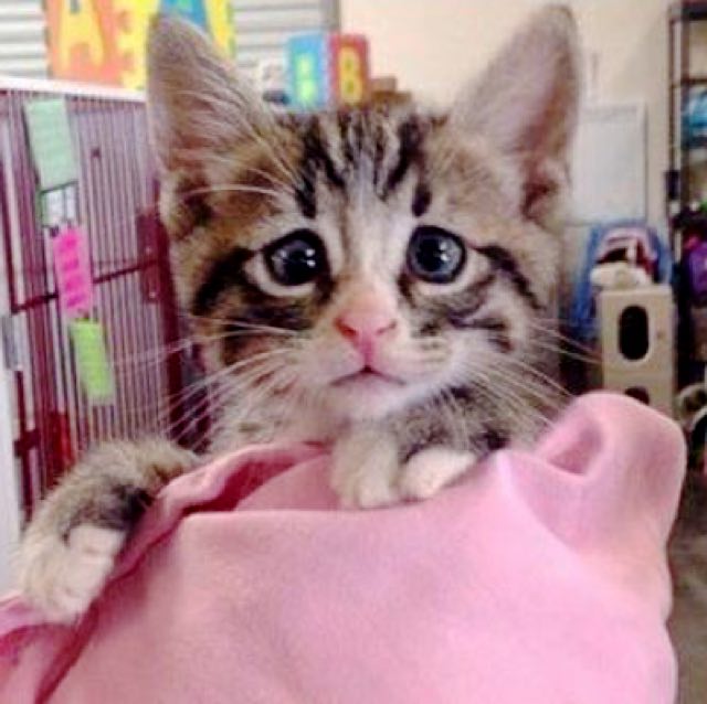 Това е скитник, котето, родено с вечно притеснени очи, което вече е откраднало сърцето на интернет