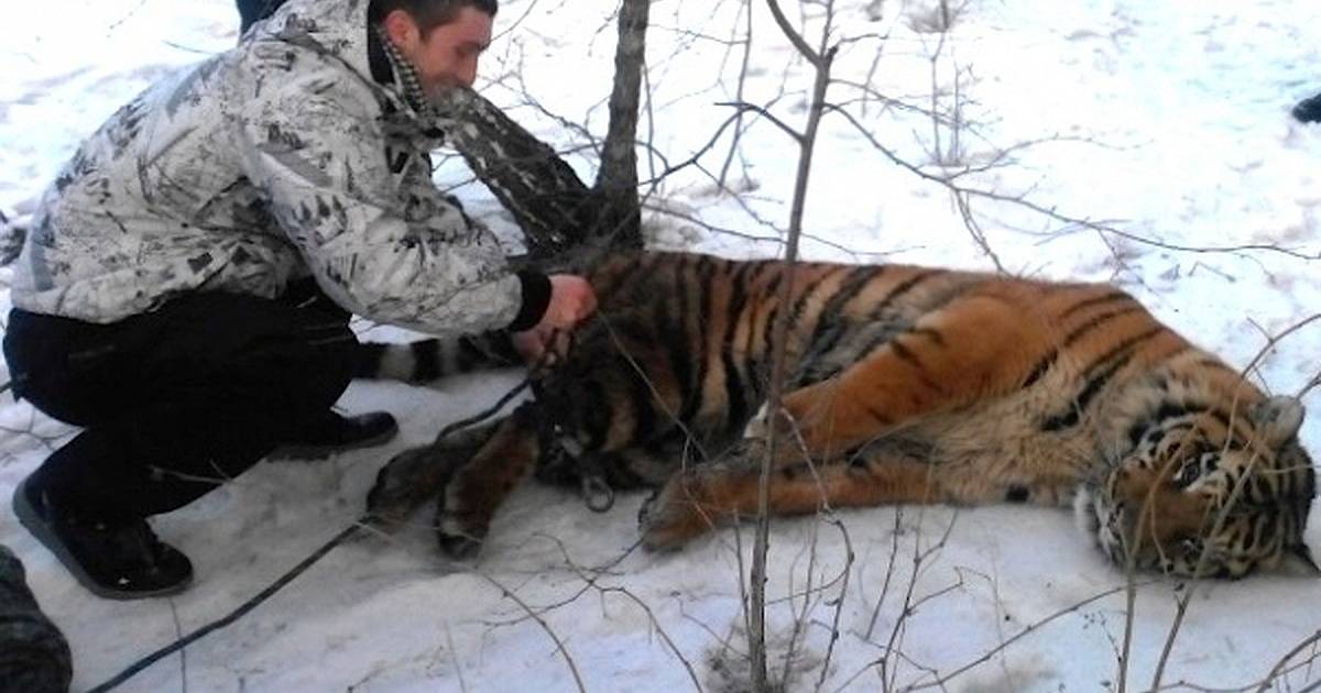 Дивият тигър дойде да поиска помощ, за да свали примката от врата си