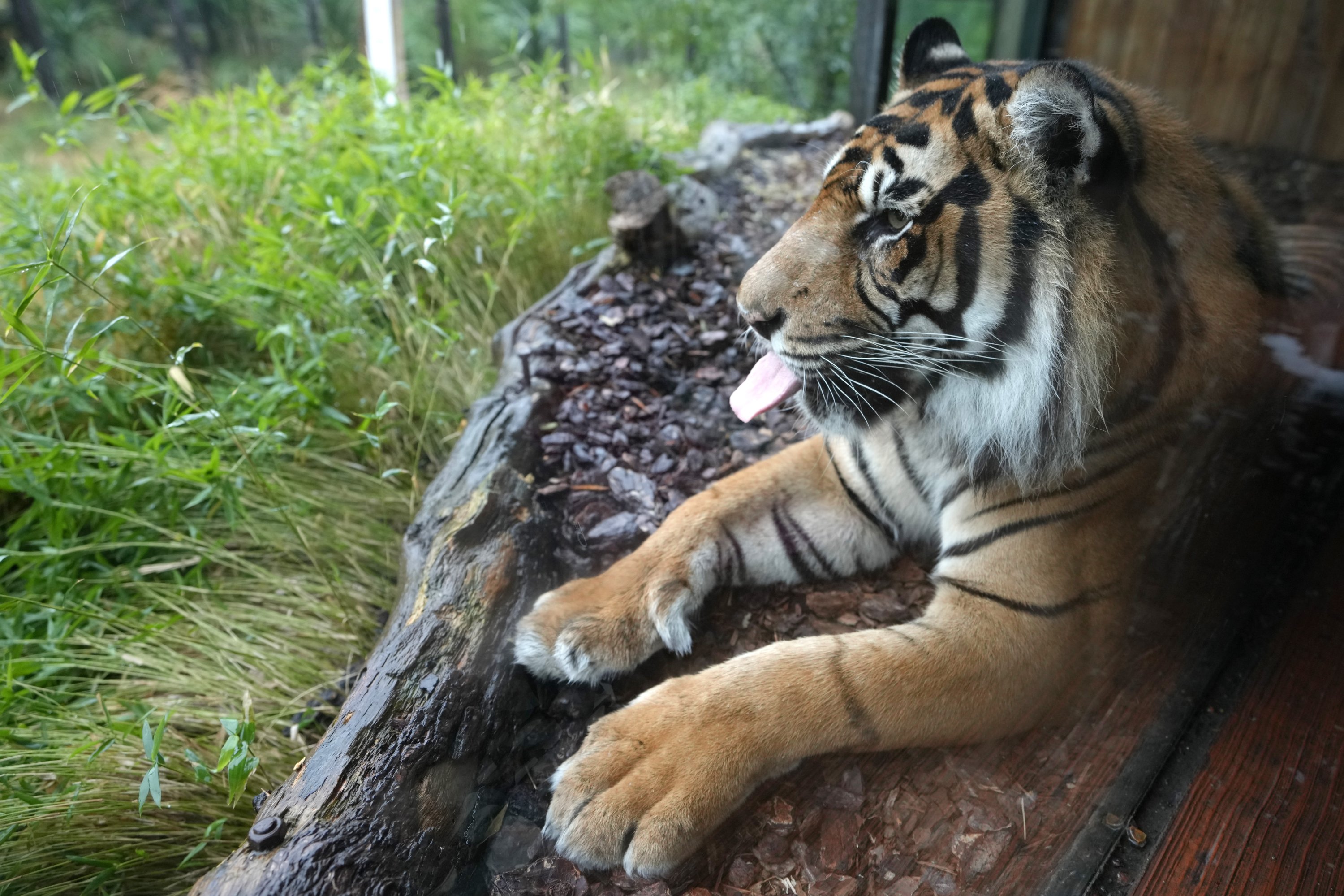 Mum to rescue: Indian woman fends off tiger with bare hands, saves son |  Daily Sabah