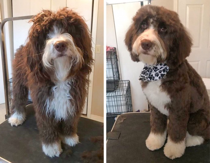 16-photos-of-dogs-who-went-to-the-groomer-and-came-back-as-completely-different-pets-01