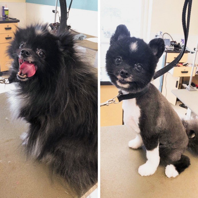 16-photos-of-dogs-who-went-to-the-groomer-and-came-back-as-completely-different-pets-02