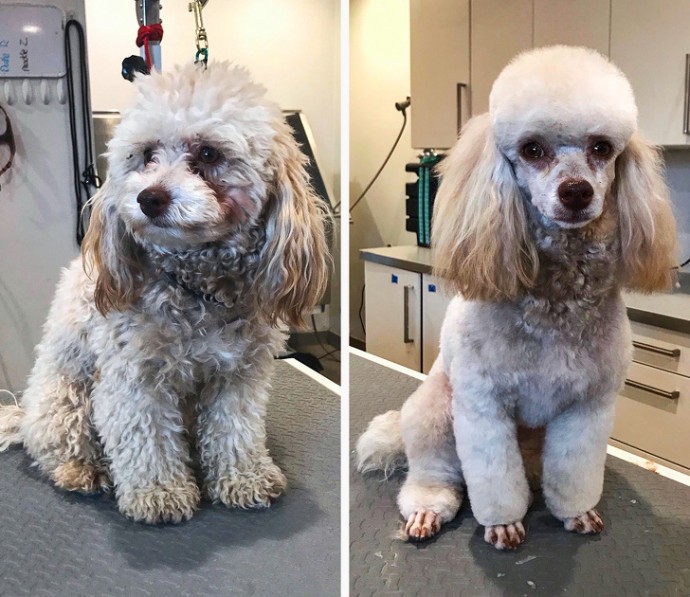 16-photos-of-dogs-who-went-to-the-groomer-and-came-back-as-completely-different-pets-03