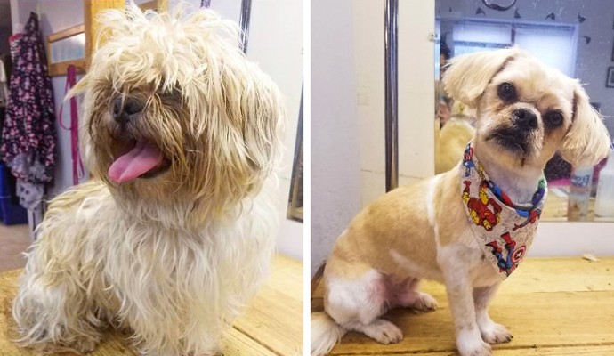 16-photos-of-dogs-who-went-to-the-groomer-and-came-back-as-completely-different-pets-04