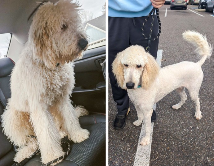 16-photos-of-dogs-who-went-to-the-groomer-and-came-back-as-completely-different-pets-05